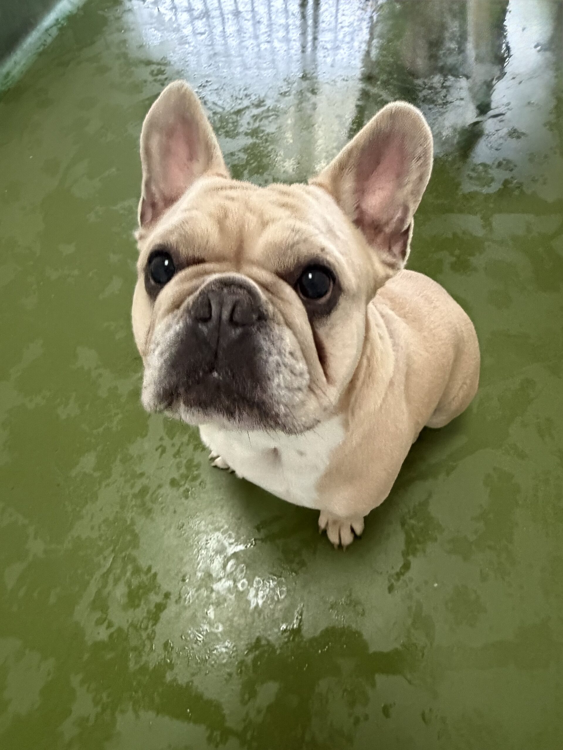Pablo, a 4 years old male French Bulldog available for adoption from Just For Dogs Rescue in Derbyshire